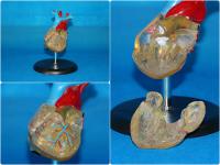 自然大透明心脏