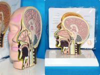 桌上型小半边头