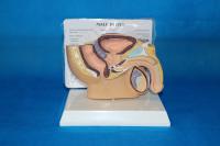 桌上型男腹腔模型