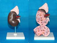 桌上型健康肾模型 