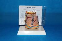 桌上型正常圆皮肤 