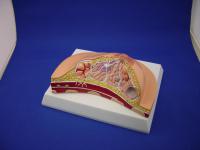 乳房剖面模型 