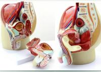 男性生殖泌尿系统模型