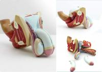 男性生殖器模型