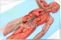 人体淋巴系统解剖模型