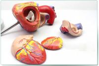 人体心脏解剖模型