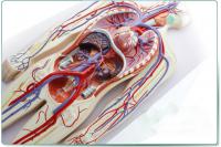 血液循环系统模型