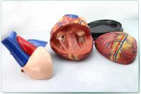 心脏模型