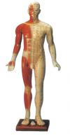 直立针灸人体模型