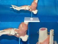 脚关节带粉红色韧带 