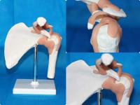 肩关节带粉红色韧带 