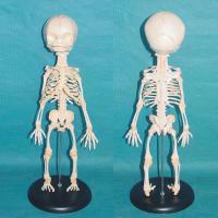 直立式原色婴儿骨骼 