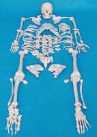 散装原色骨骼 