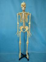 直立式原色168骨骼 