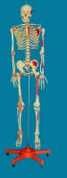 直立式彩色168骨骼 