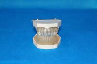 自然大可拆护理牙（28牙） 