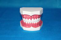 中小护理牙（32牙） 