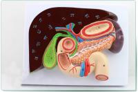 肝胆胰十二指肠胃结构模型