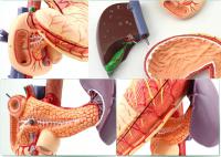 肝胆胰脾胃十二指肠模型