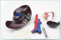 肝胰十二指肠模型