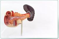 胰十二指肠模型