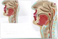 鼻腔咽喉解剖模型