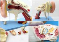 耳结构解剖模型 