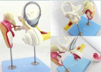 耳朵内部结构模型 