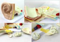 耳朵解剖结构模型 