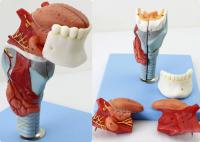 喉结构解剖模型含齿 