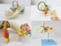 内耳迷路放大模型 