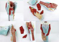 喉结构组合模型 