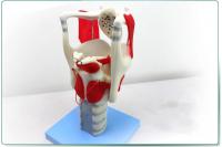 喉结构解剖模型 