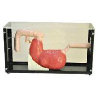 胃镜及ERCP训练模型