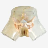 透明刮宫训练模拟器