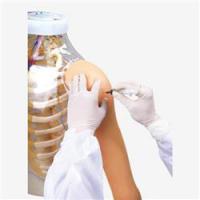 透明对比肌肉注射模型